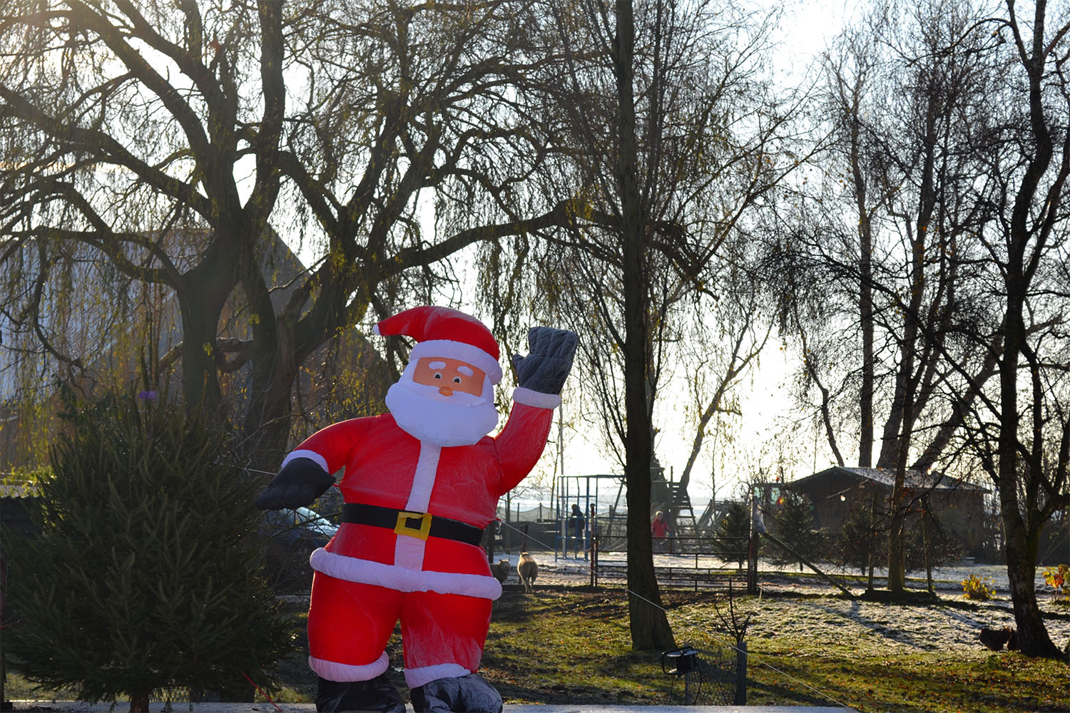 Nordmann Excellent kerstbomen Lijnden