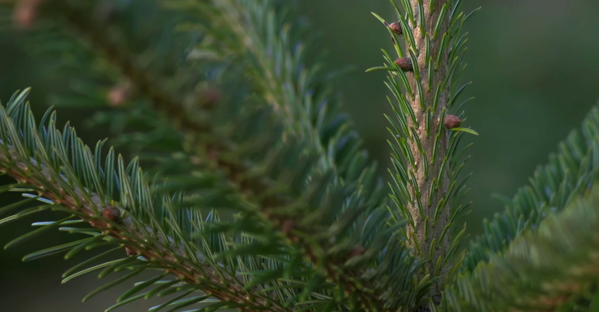 De mooiste Nordmann Excellent kerstboom in Lijnden vanaf € 15,-