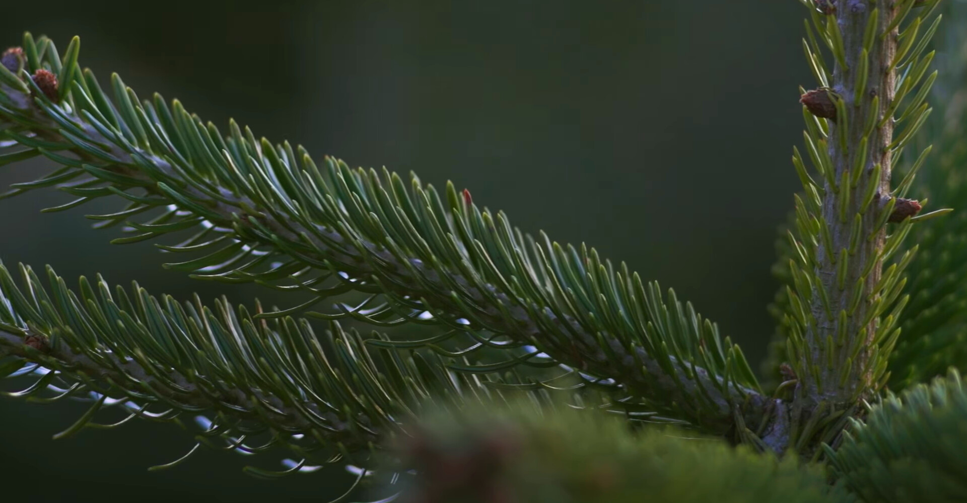 Fenomenale Nordmann Excellent kerstbomen in Lijnden